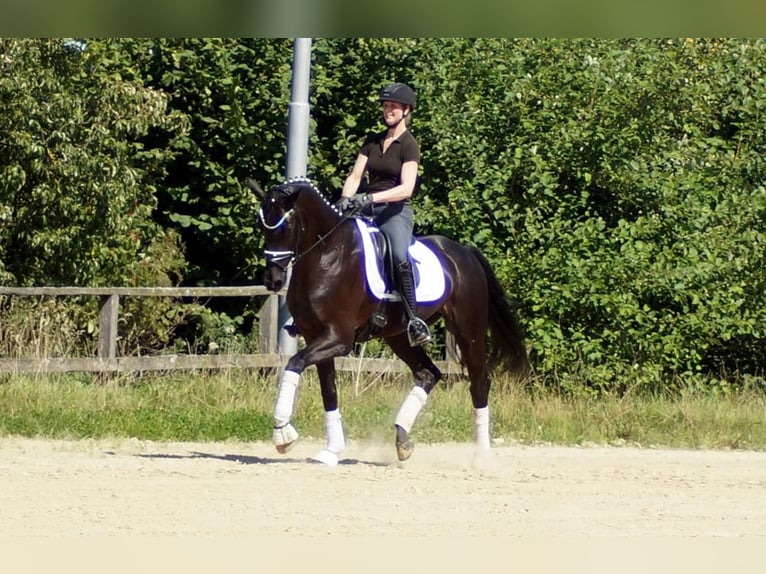 Westphalian Gelding 6 years 16,2 hh Black in Iserlohn