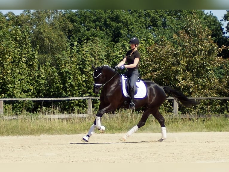 Westphalian Gelding 6 years 16,2 hh Black in Iserlohn