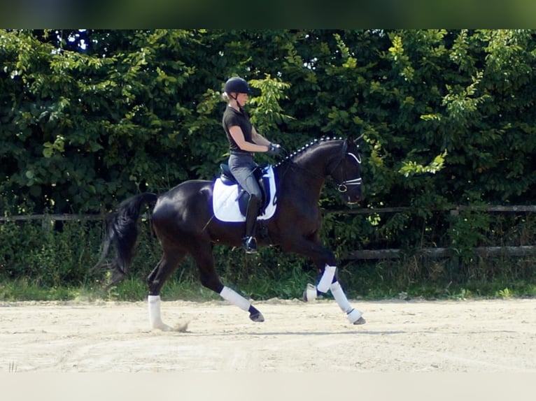 Westphalian Gelding 6 years 16,2 hh Black in Iserlohn