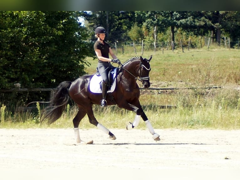 Westphalian Gelding 6 years 16,2 hh Black in Iserlohn