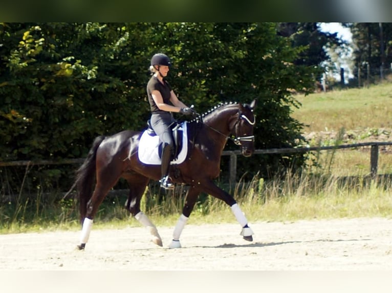 Westphalian Gelding 6 years 16,2 hh Black in Iserlohn