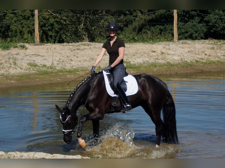 Westphalian Gelding 6 years 16,2 hh Black in Iserlohn
