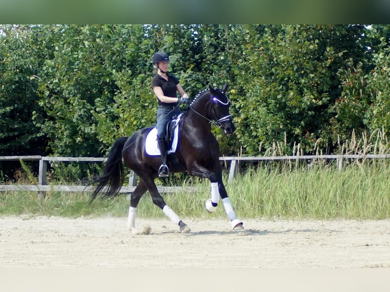 Westphalian Gelding 6 years 16,2 hh Black in Iserlohn