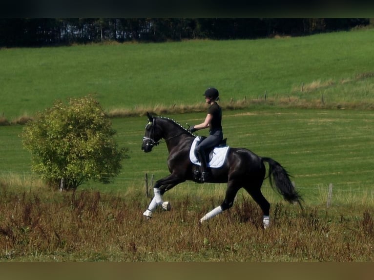 Westphalian Gelding 6 years 16,2 hh Black in Iserlohn