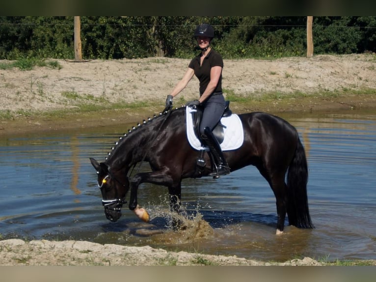 Westphalian Gelding 6 years 16,2 hh Black in Iserlohn