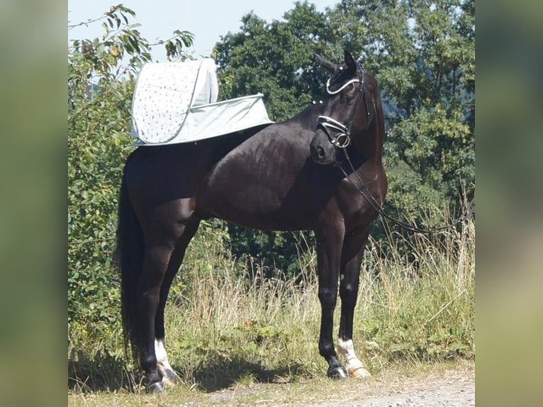 Westphalian Gelding 6 years 16,2 hh Black in Iserlohn