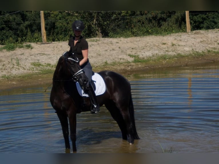 Westphalian Gelding 6 years 16,2 hh Black in Iserlohn