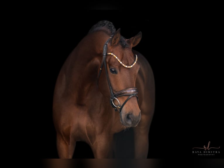 Westphalian Gelding 6 years 16,2 hh Brown in Wehringen