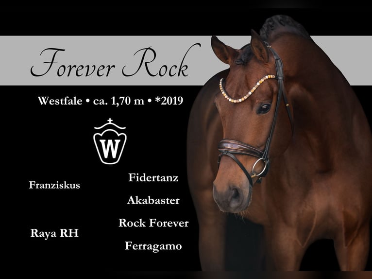 Westphalian Gelding 6 years 16,2 hh Brown in Wehringen
