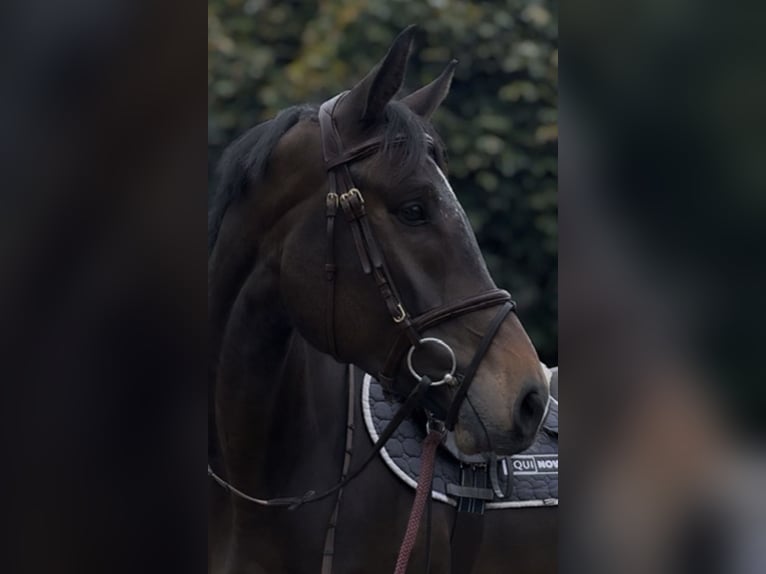 Westphalian Gelding 6 years 16,2 hh Brown in Osterholz-Scharmbeck