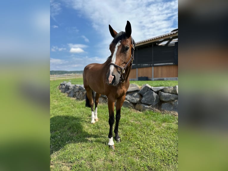 Westphalian Gelding 6 years 16,2 hh Brown in Dornburg