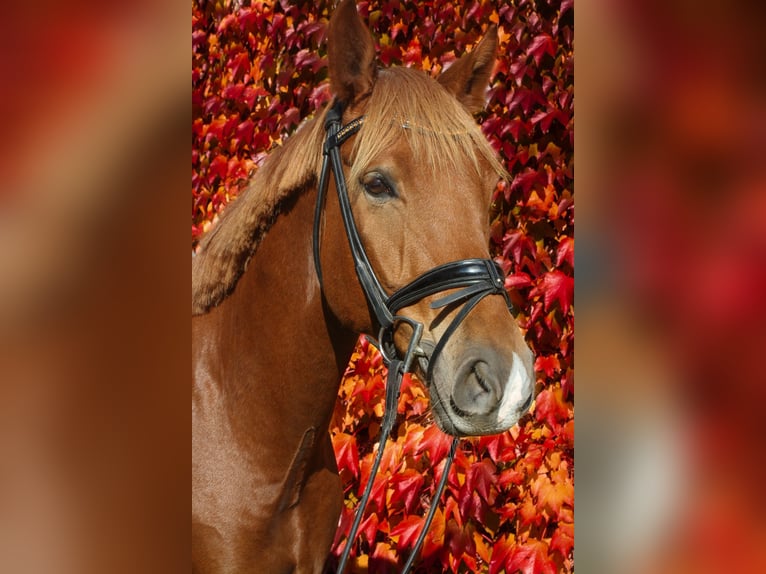 Westphalian Gelding 6 years 16,2 hh Chestnut-Red in Überherrn