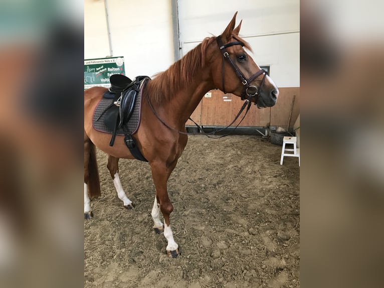 Westphalian Gelding 6 years 16,2 hh Chestnut-Red in Krefeld