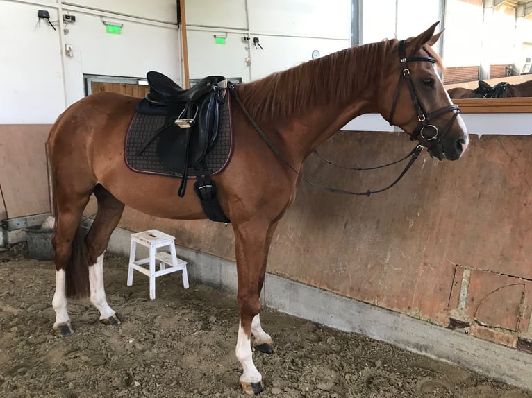Westphalian Gelding 6 years 16,2 hh Chestnut-Red in Krefeld
