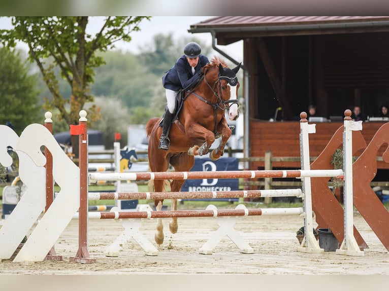 Westphalian Gelding 6 years 16,2 hh Chestnut-Red in Riedstadt