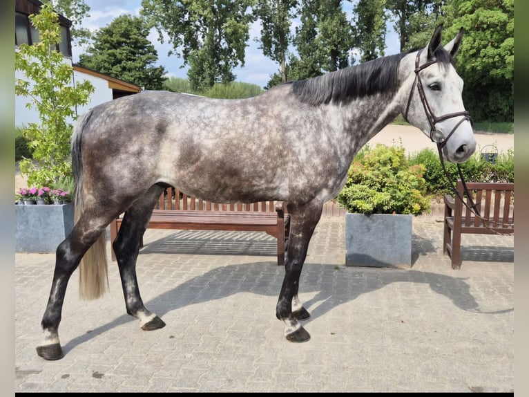 Westphalian Gelding 6 years 16,2 hh Gray-Dapple in Willich