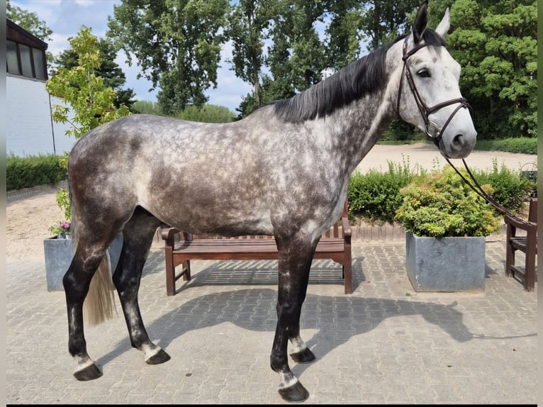 Westphalian Gelding 6 years 16,2 hh Gray-Dapple in Willich