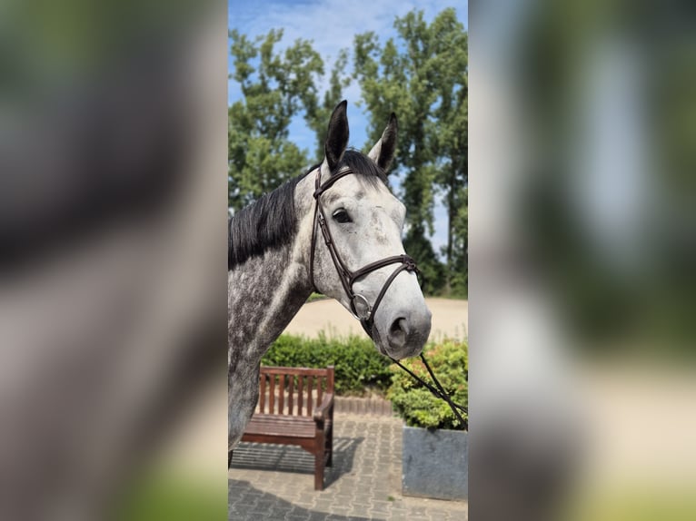 Westphalian Gelding 6 years 16,2 hh Gray-Dapple in Willich