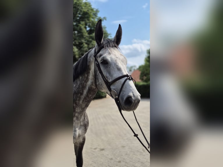 Westphalian Gelding 6 years 16,2 hh Gray-Dapple in Willich
