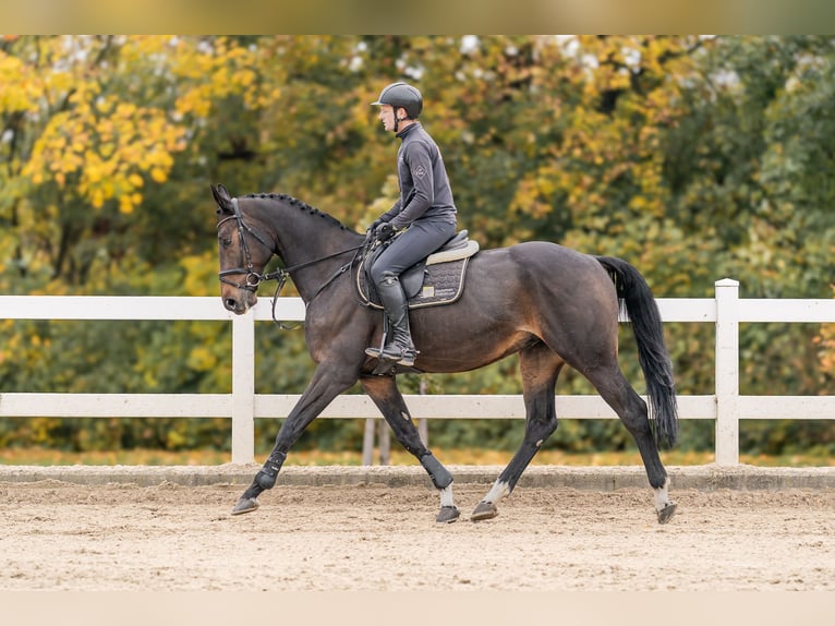 Westphalian Gelding 6 years 16,2 hh in Zduchovice