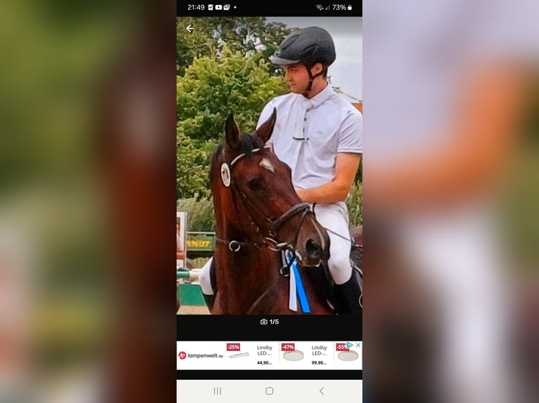 Westphalian Gelding 6 years 16,3 hh Brown in Beelen