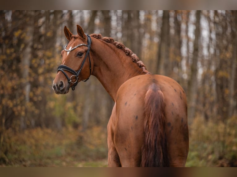 Westphalian Gelding 6 years 16,3 hh Chestnut-Red in Wehringen