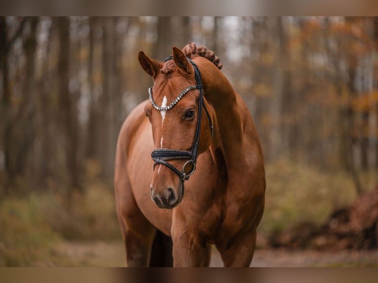 Westphalian Gelding 6 years 16,3 hh Chestnut-Red in Wehringen