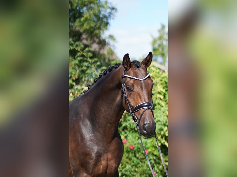 Westphalian Gelding 6 years 16,3 hh Smoky-Black in Selsingen