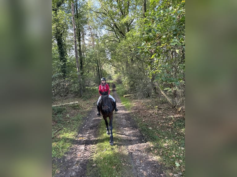 Westphalian Gelding 6 years 17.1 hh Bay-Dark in Dorsten