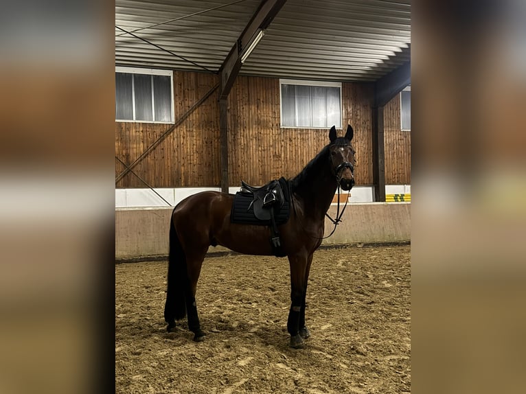 Westphalian Gelding 6 years 17,1 hh Brown in Detmold