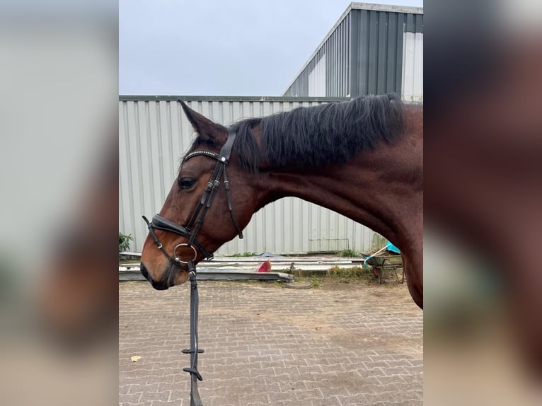 Westphalian Gelding 6 years 17,1 hh Brown in Detmold