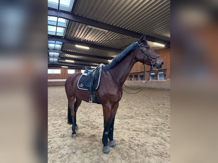 Westphalian Gelding 6 years 17,1 hh Brown in Detmold