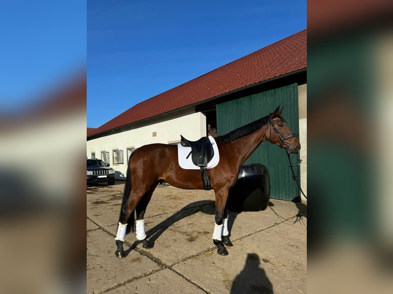 Westphalian Gelding 6 years 17,1 hh Brown in Detmold