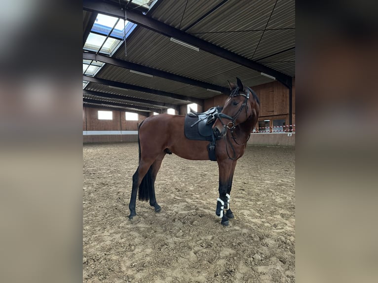 Westphalian Gelding 6 years 17,1 hh Brown in Detmold