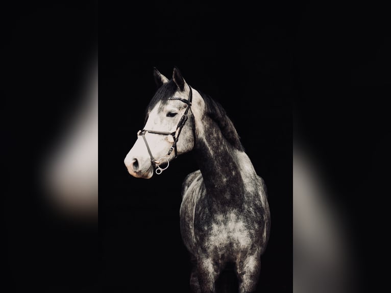 Westphalian Gelding 6 years 17,1 hh Gray in Landsberg