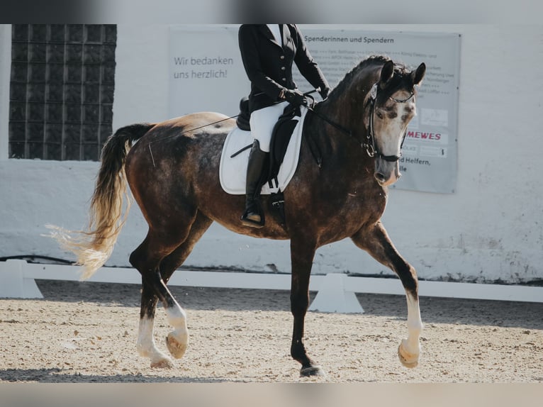 Westphalian Gelding 6 years 17,1 hh Gray in Landsberg