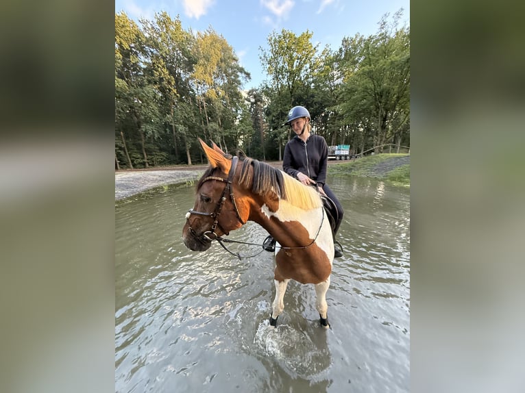 Westphalian Gelding 6 years 17.1 hh Pinto in Warendorf