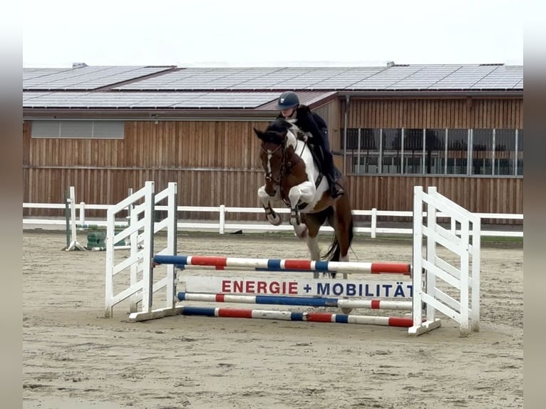 Westphalian Gelding 6 years 17.1 hh Pinto in Warendorf