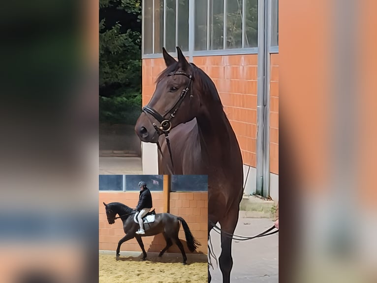 Westphalian Gelding 6 years 17,1 hh Smoky-Black in Lage