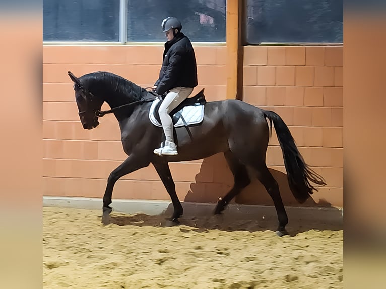 Westphalian Gelding 6 years 17,1 hh Smoky-Black in Lage