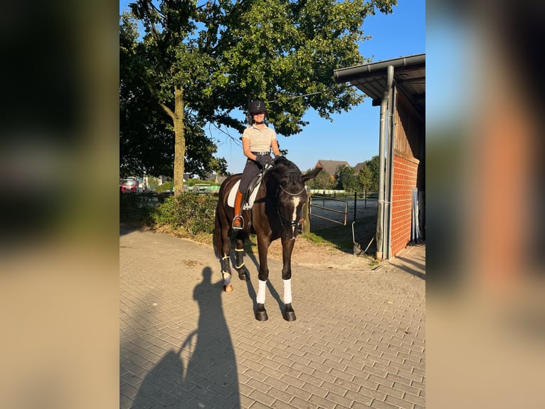 Westphalian Gelding 6 years 17,1 hh Smoky-Black in Voerde