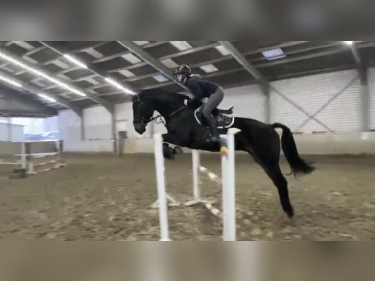 Westphalian Gelding 6 years 17.1 hh Smoky-Black in Windhagen