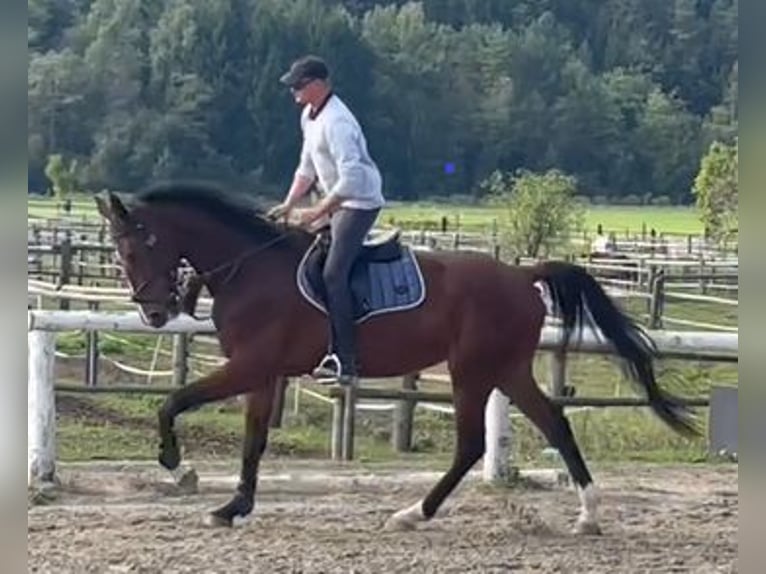 Westphalian Gelding 6 years 17,2 hh Brown in Villach