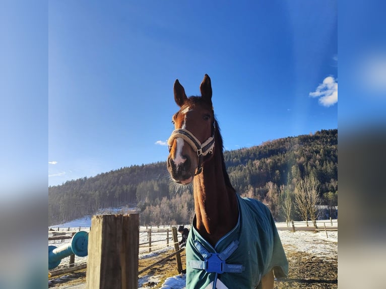 Westphalian Gelding 6 years 17,2 hh Brown in Villach