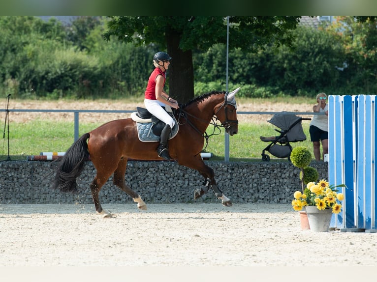 Westphalian Gelding 6 years 17.2 hh Brown in Nassenfels