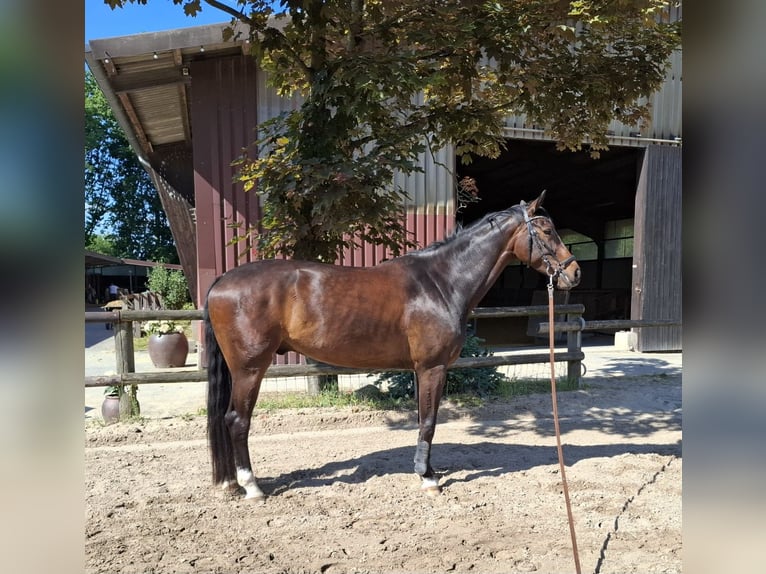Westphalian Gelding 6 years 17 hh Bay-Dark in Erkrath Westphalian Gelding 6 years 17 hh Bay-Dark in Erkrath