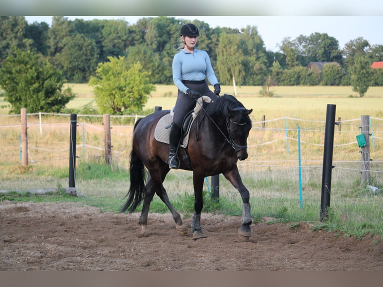 Westphalian Gelding 6 years 17 hh Bay-Dark in Porta Westfalica