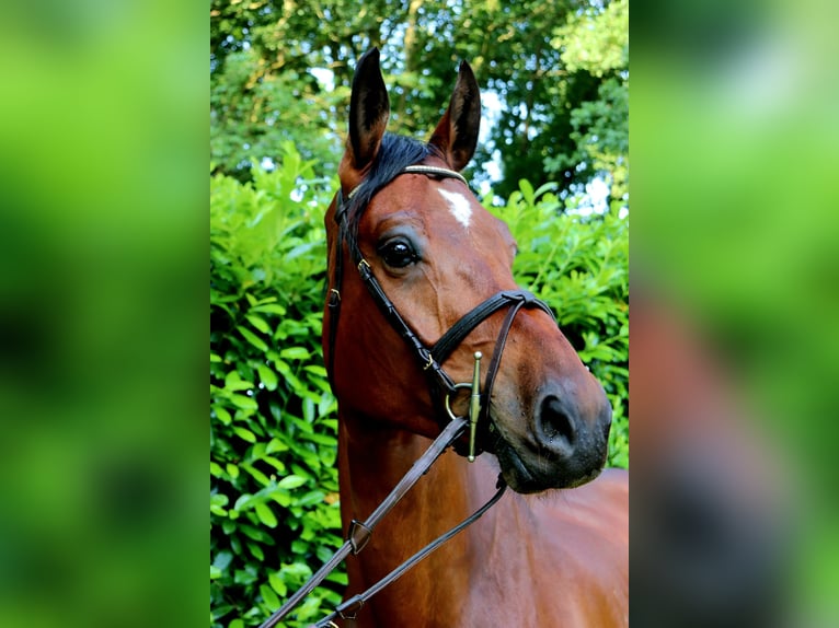 Westphalian Gelding 6 years 17 hh Bay-Dark in Meppen