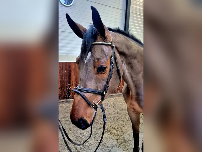 Westphalian Gelding 6 years 17 hh Bay-Dark in Meppen