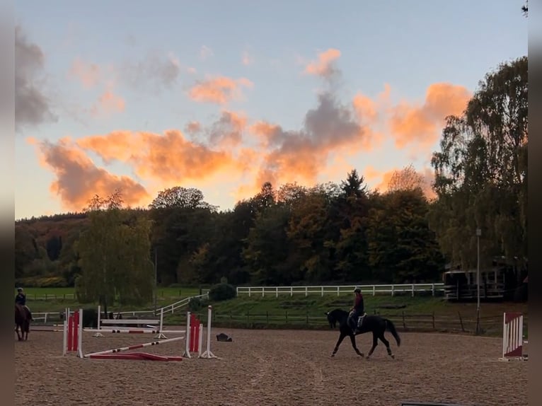 Westphalian Gelding 6 years 17 hh Black in Aachen